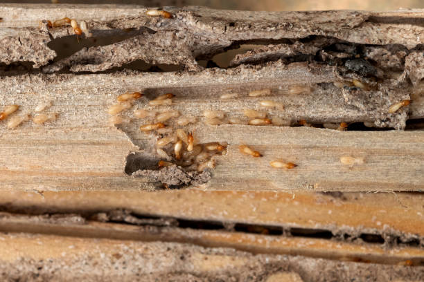Trusted Mason City, IA Pest Control Experts